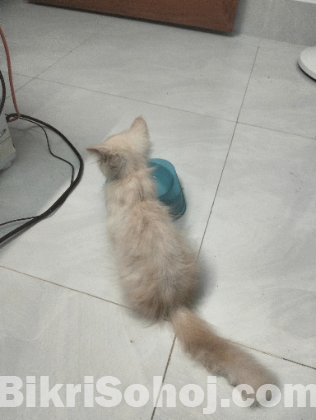Persian Female Kitten